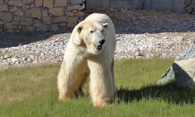 据俄罗斯媒体2月9日报道,近来大批北极熊闯入北极地区的俄罗斯新地岛