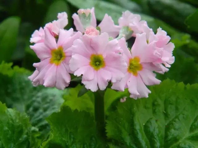 primula malacoides科屬名:報春花科報春花屬別名:櫻花草花語:盼望