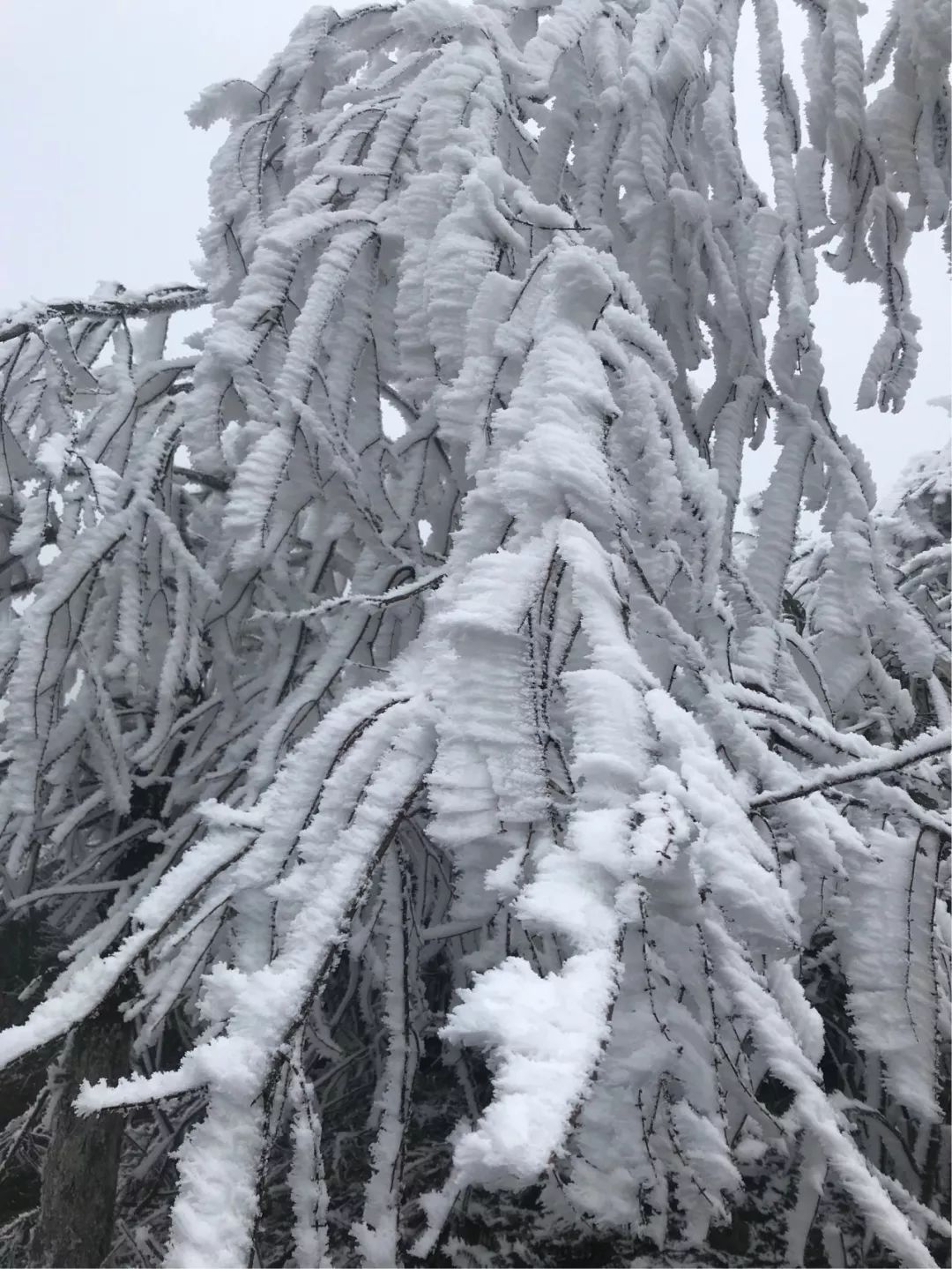 齐岳山雪景图片