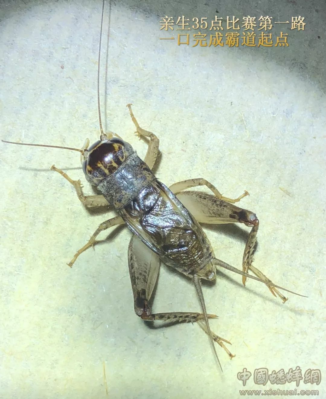 青大头蟋蟀功虫图片