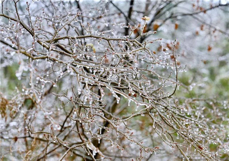 持续的雨雪天气,临安,淳安等地出现了雾凇和冻雨景观,余杭西部的山区