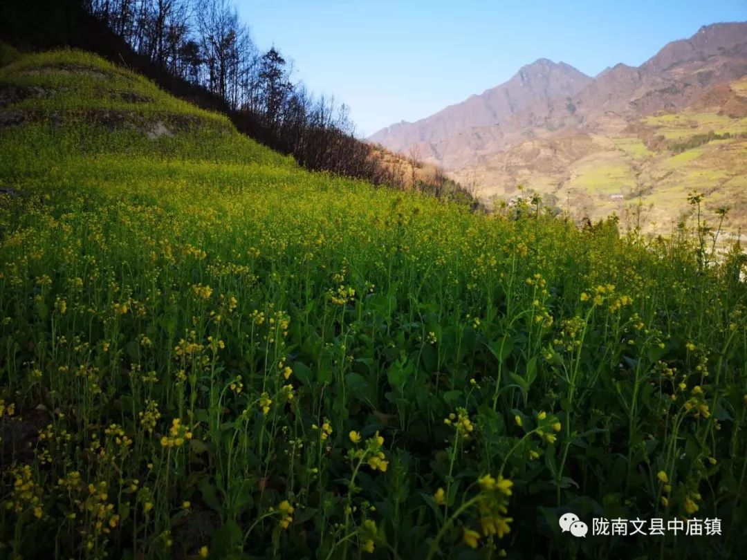 白马情61中国梦丨陇上江南春来早油菜花开迎新年