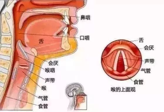喉咙结构名称图片大全图片