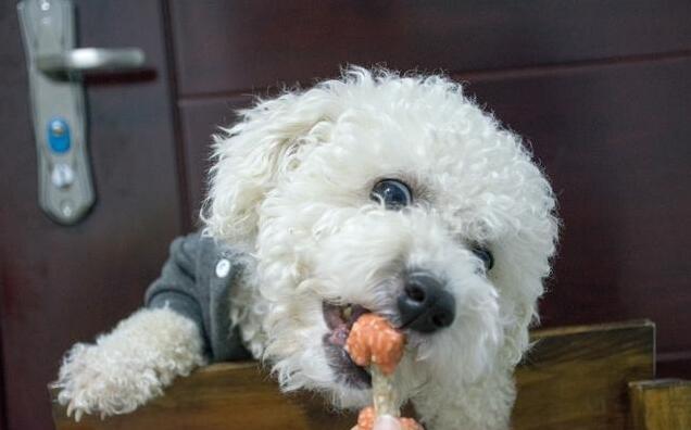 飼養比熊犬的注意了,你的這5種行為是在幫它減壽!