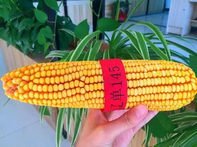种植稀玉米地区首选辽单145！
