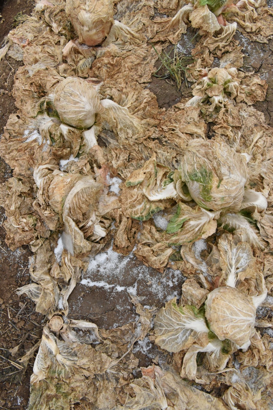 白菜滞销大雪过后全烂地里大爷的话令人心酸