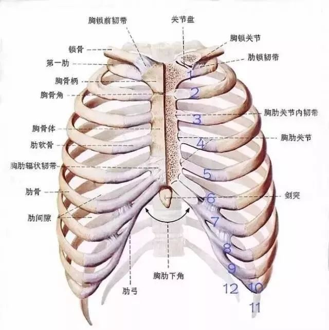 右季肋部的位置图图片