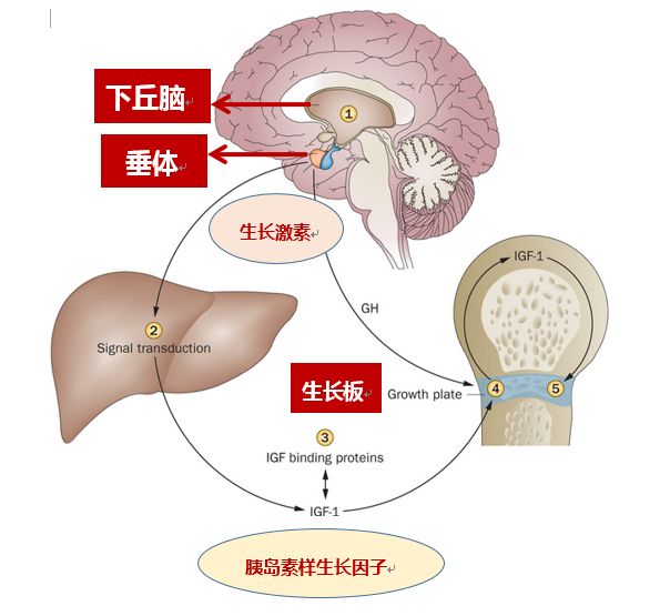 脑垂体分泌生长激素图片