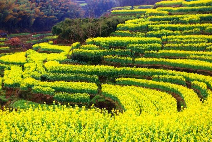 呈坎八卦村梯田油菜花海新安江山水畫廊週末2日賞花旅行