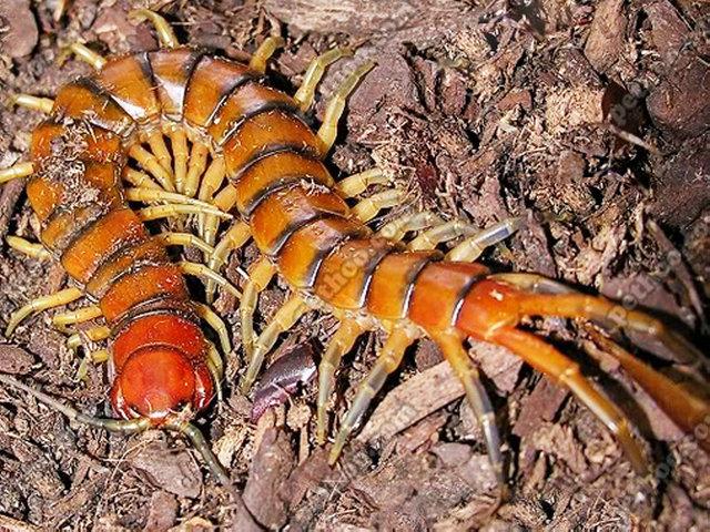 秘鲁巨型蜈蚣图片