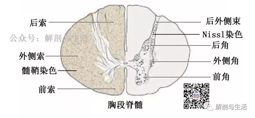 脊髓横切图结构图图片