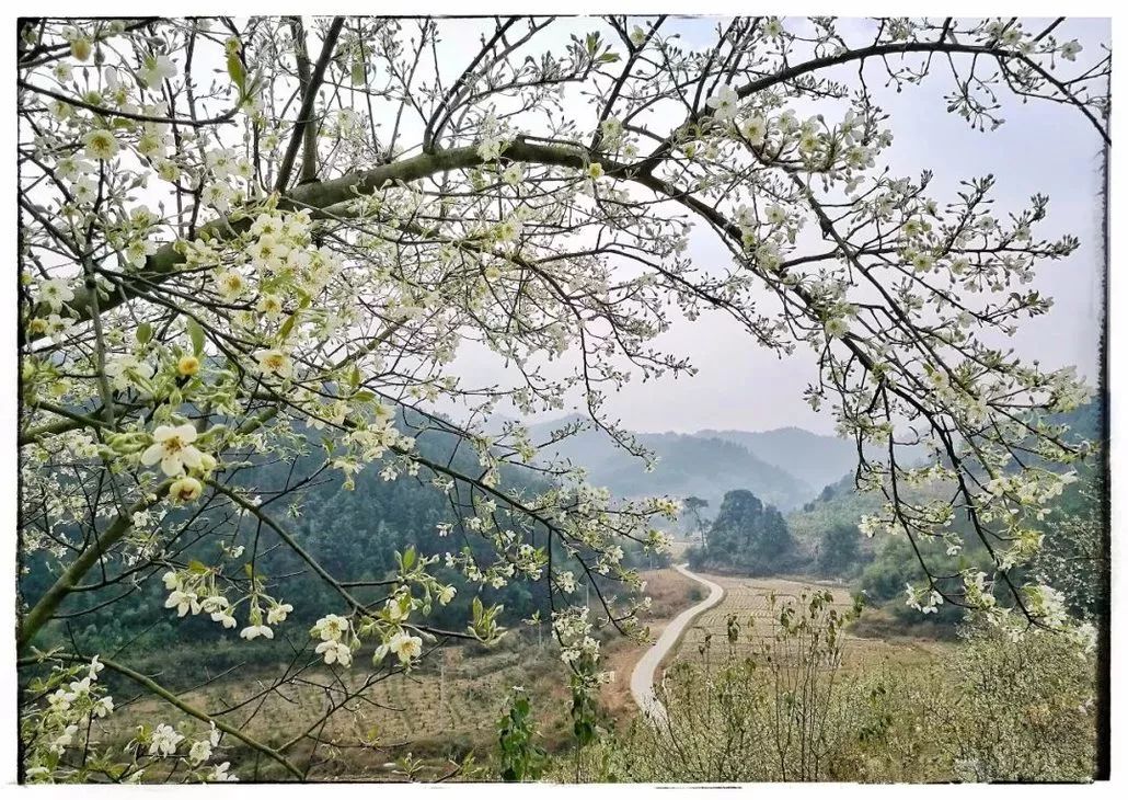 广宁山楂花基地图片