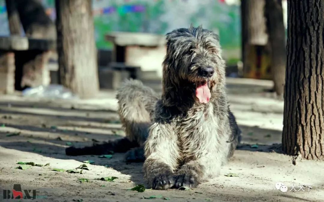 視頻2019年西敏寺犬展愛爾蘭獵狼犬bob由八喜犬舍特約點播