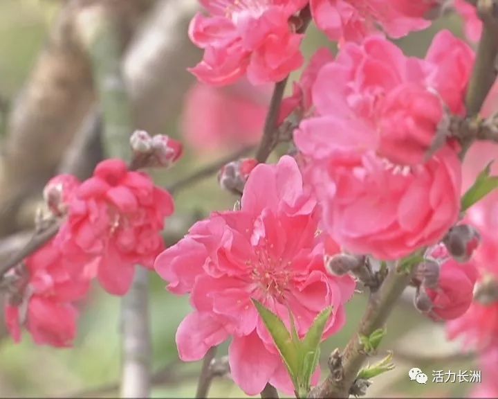 梧州泗洲岛桃花图片