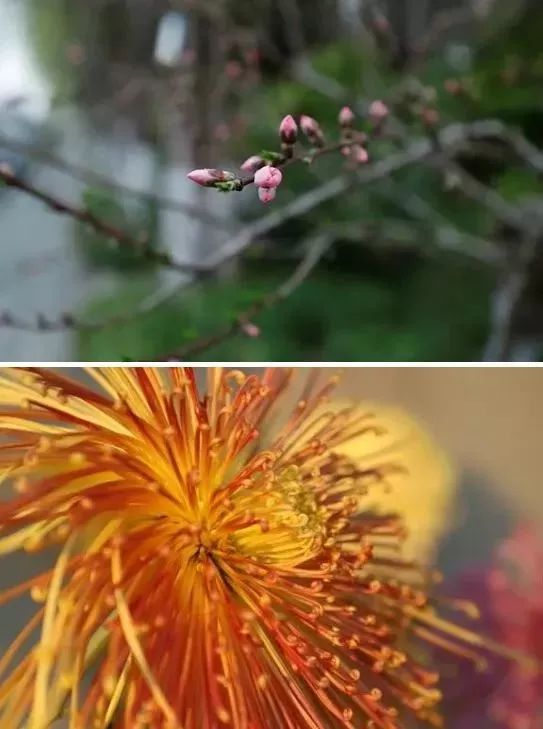 總有一種獨特的味道那些向陽生長的花兒就像揚州大學的大學生們蓬勃向