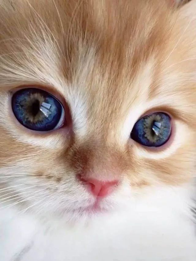 五颜六色的猫眼睛,美到看不够