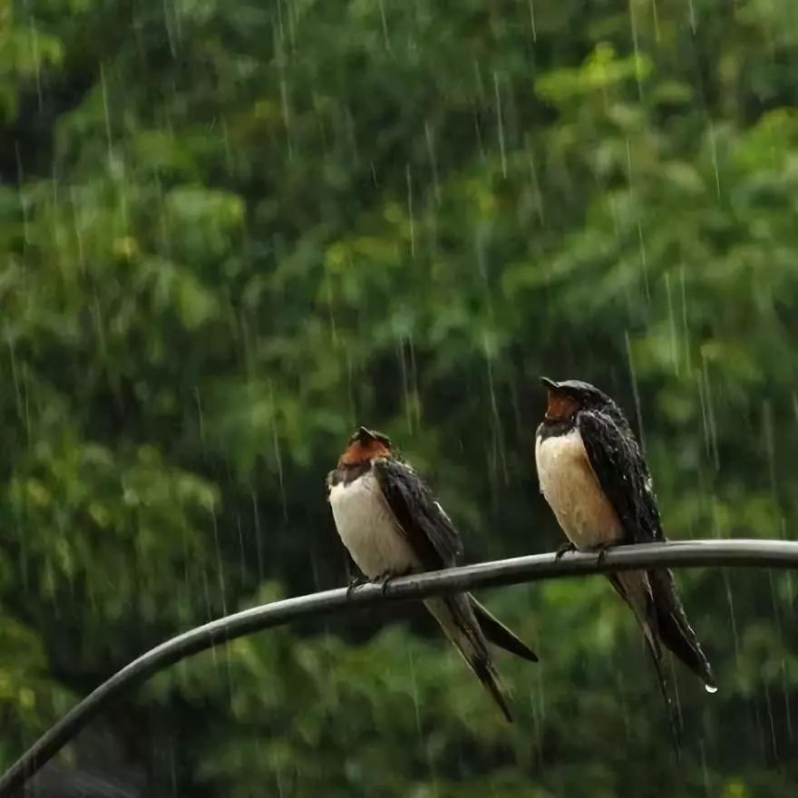 靜心美樂半山聽雨空谷幽蘭