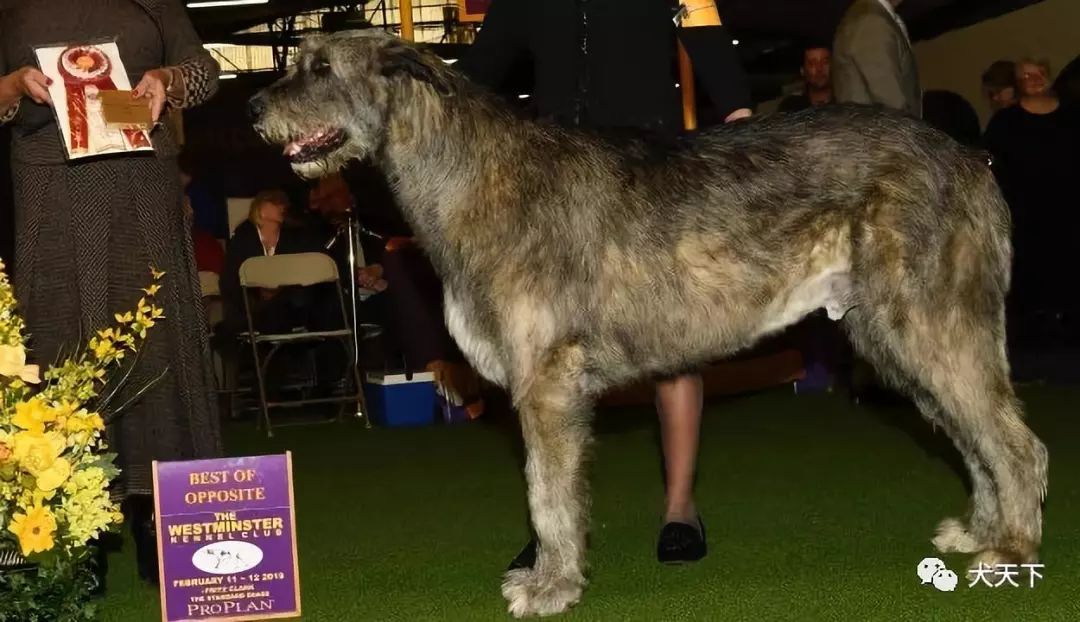 視頻2019年西敏寺犬展愛爾蘭獵狼犬bob由八喜犬舍特約點播