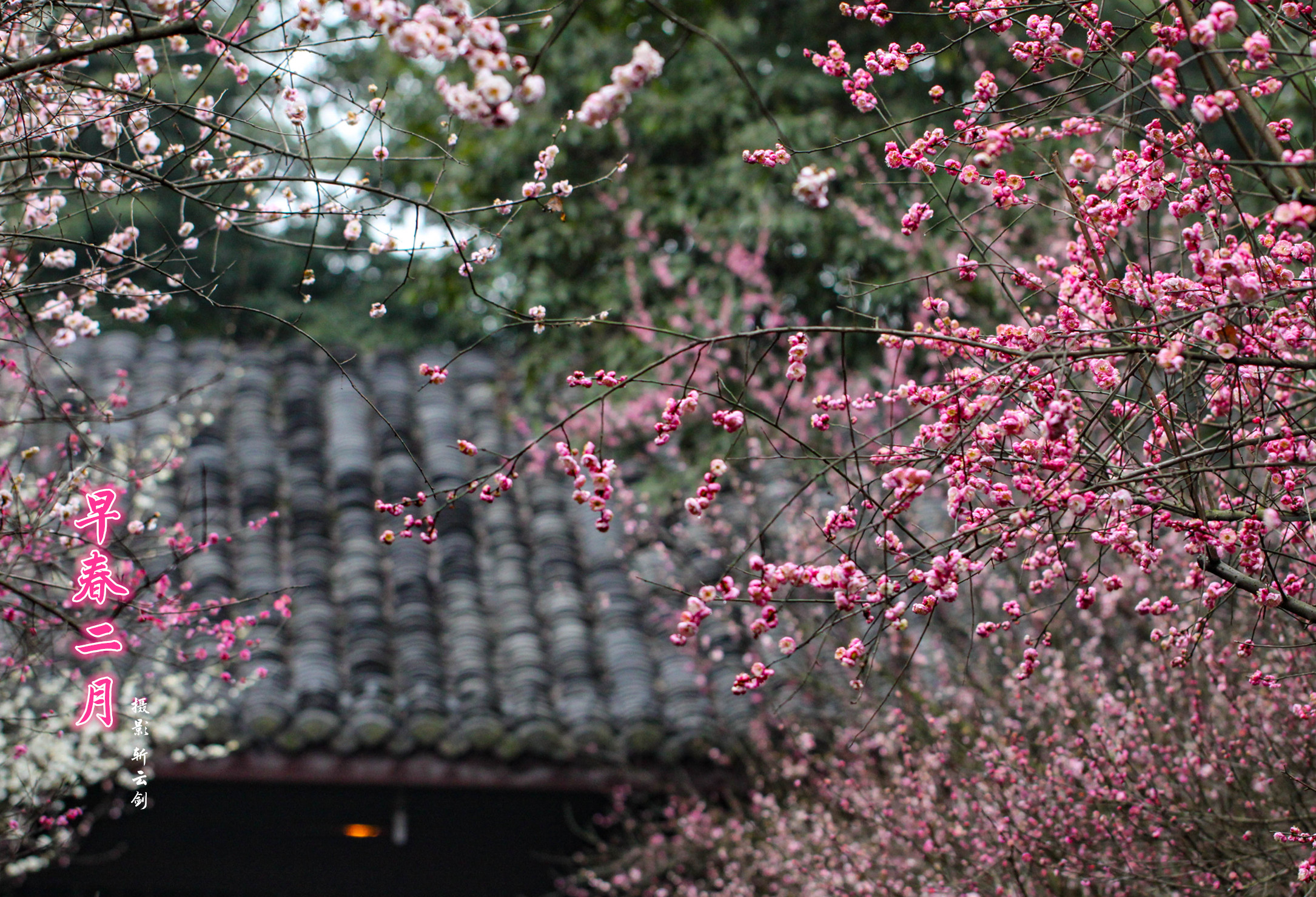 蜀冈西峰的梅花图片