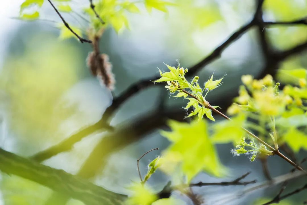 你也许爱这里的春天,万物复苏,生机盎然