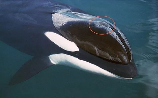鲸鱼喷水的器官图片