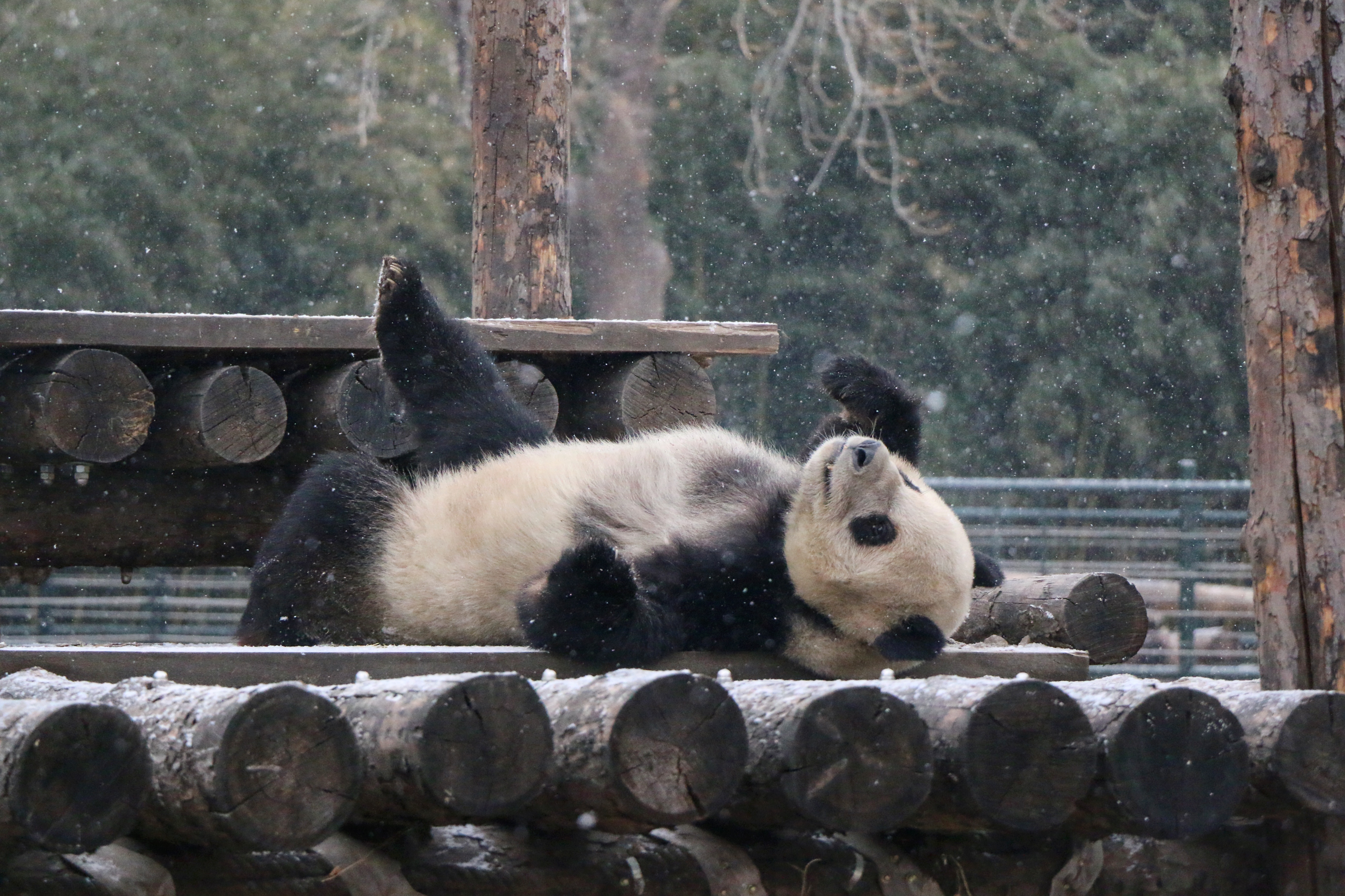 老虎漫步,大熊猫打滚儿,今天动物园成戏雪乐园