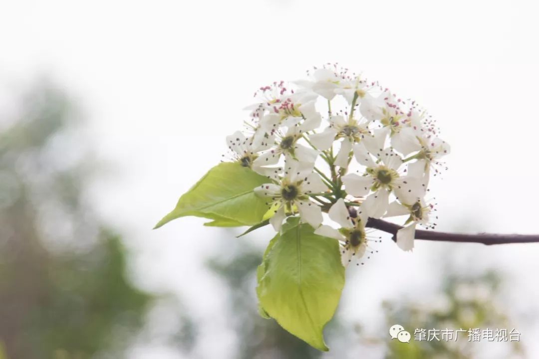 肇慶牌坊公園梨花美如畫快來吟詩贈天下附唯美航拍視頻