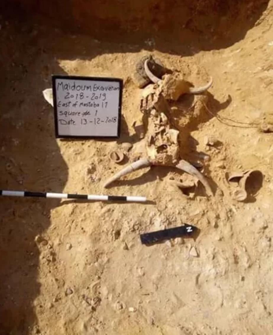 在墓地里,考古学家还发现了两个动物祭品(下图),很可能是两头公牛的头