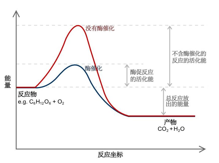 传统的化学反响势能图如上:量子隧穿效应也可以或许存在于某些化学