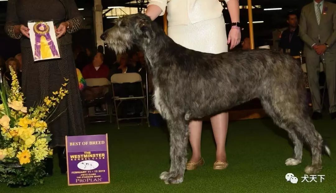 視頻2019年西敏寺犬展愛爾蘭獵狼犬bob由八喜犬舍特約點播