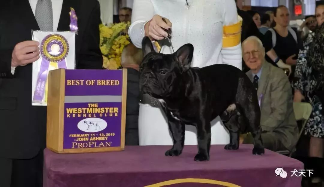 視頻2019年西敏寺犬展法國鬥牛犬bob由泰集犬舍特約點播