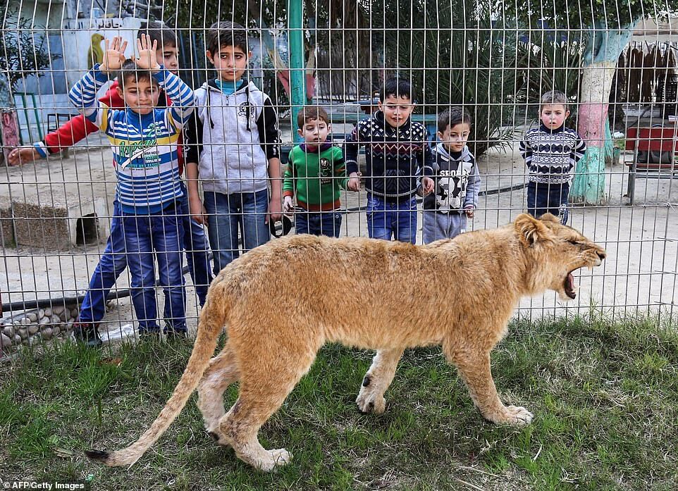 為使遊客與獅子游玩,加沙一動物園給獅子