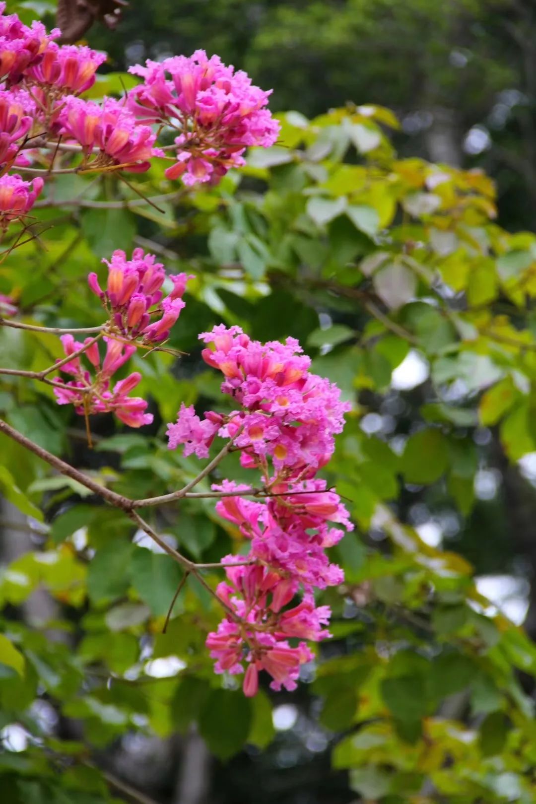 春天迎春花粉红色图片