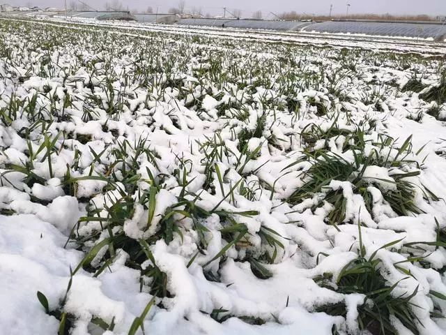 春季下大雪麦田能不能撒施尿素这样追肥不烧苗产量高