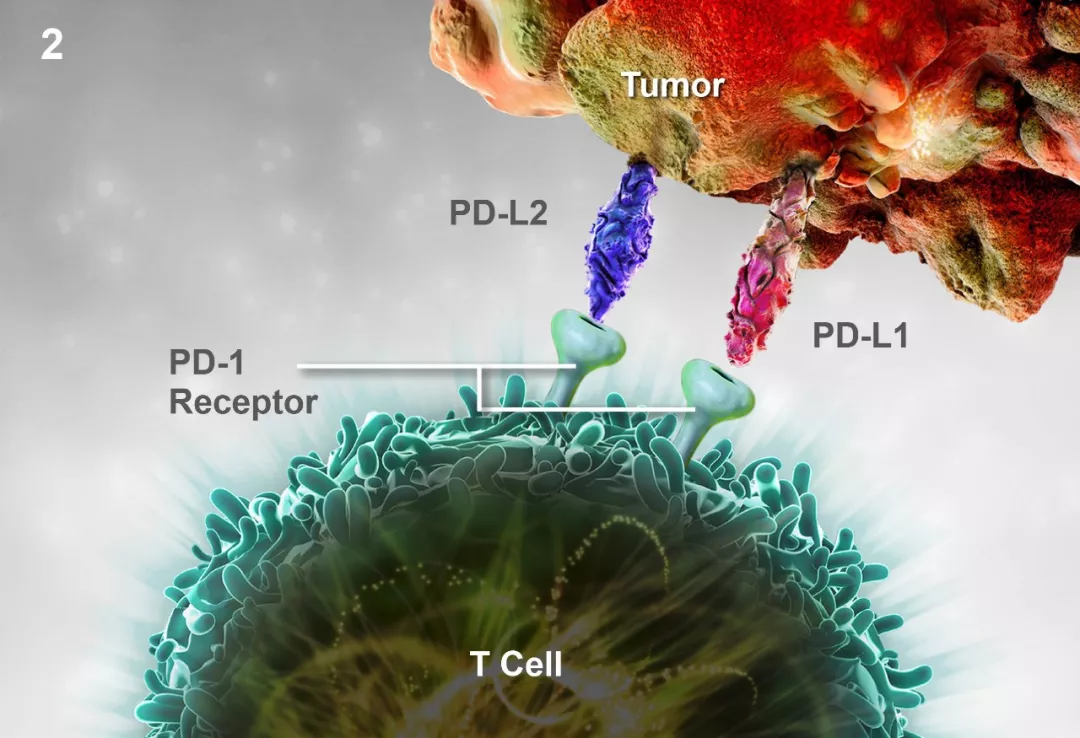 pd-1抑制劑(派姆單抗)可有效延長腦膠質瘤的生存期_治療