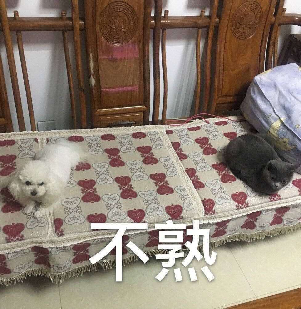 家里的狗狗和猫咪每天打架,恨不得杀了对方,可当狗狗走后,猫咪却