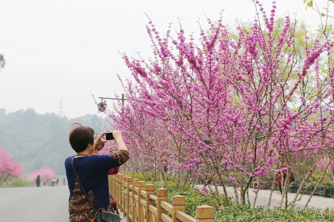 实拍绿心路的海棠红梅已花开成片接下来更是美到爆大批游客即将刹拢