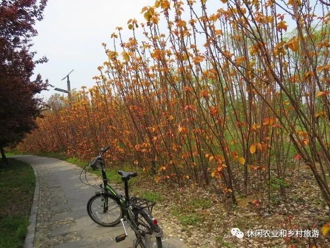 之旁具有豐富色彩效果,但因畏寒怕冷,北方地區宜選向陽溫暖之地定植