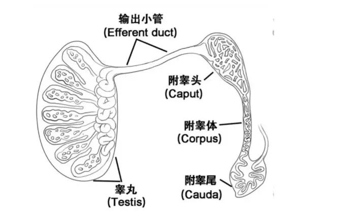 小鼠睾丸解剖构造图片