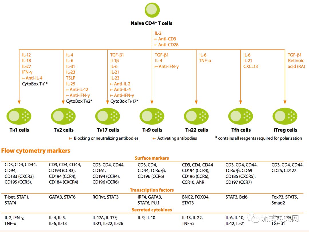 文獻:flow cytometry of normal blood, bone marrow and lymphatic