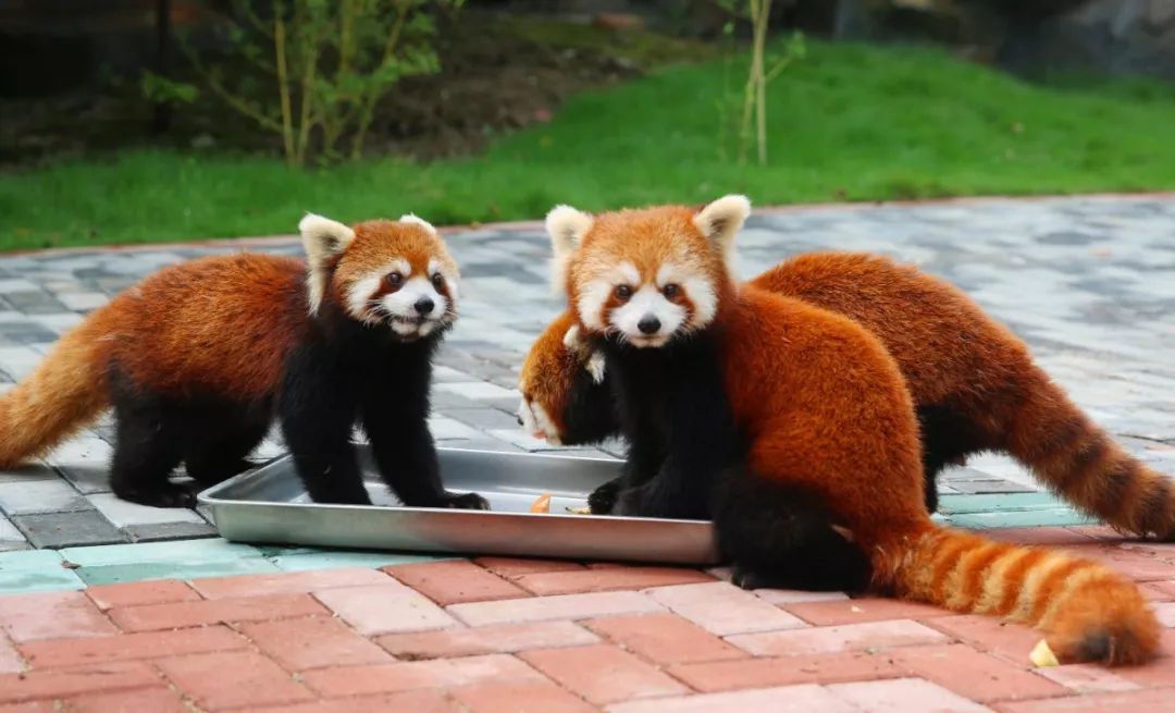 49.9元限量購!淹城野生動物園終於降價啦!_馬戲