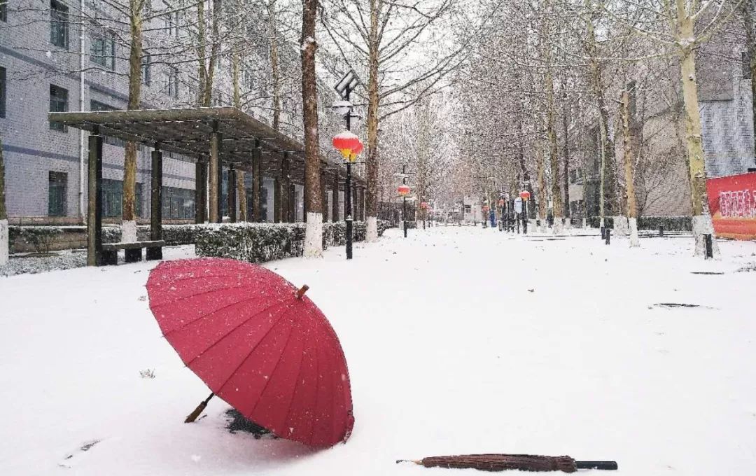 花似雪今来雪如花」坡上雪落犹记故人霜满头似白首摄影:刘露晗 董方源