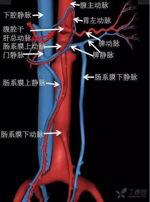 腹腔大血管解剖图图片