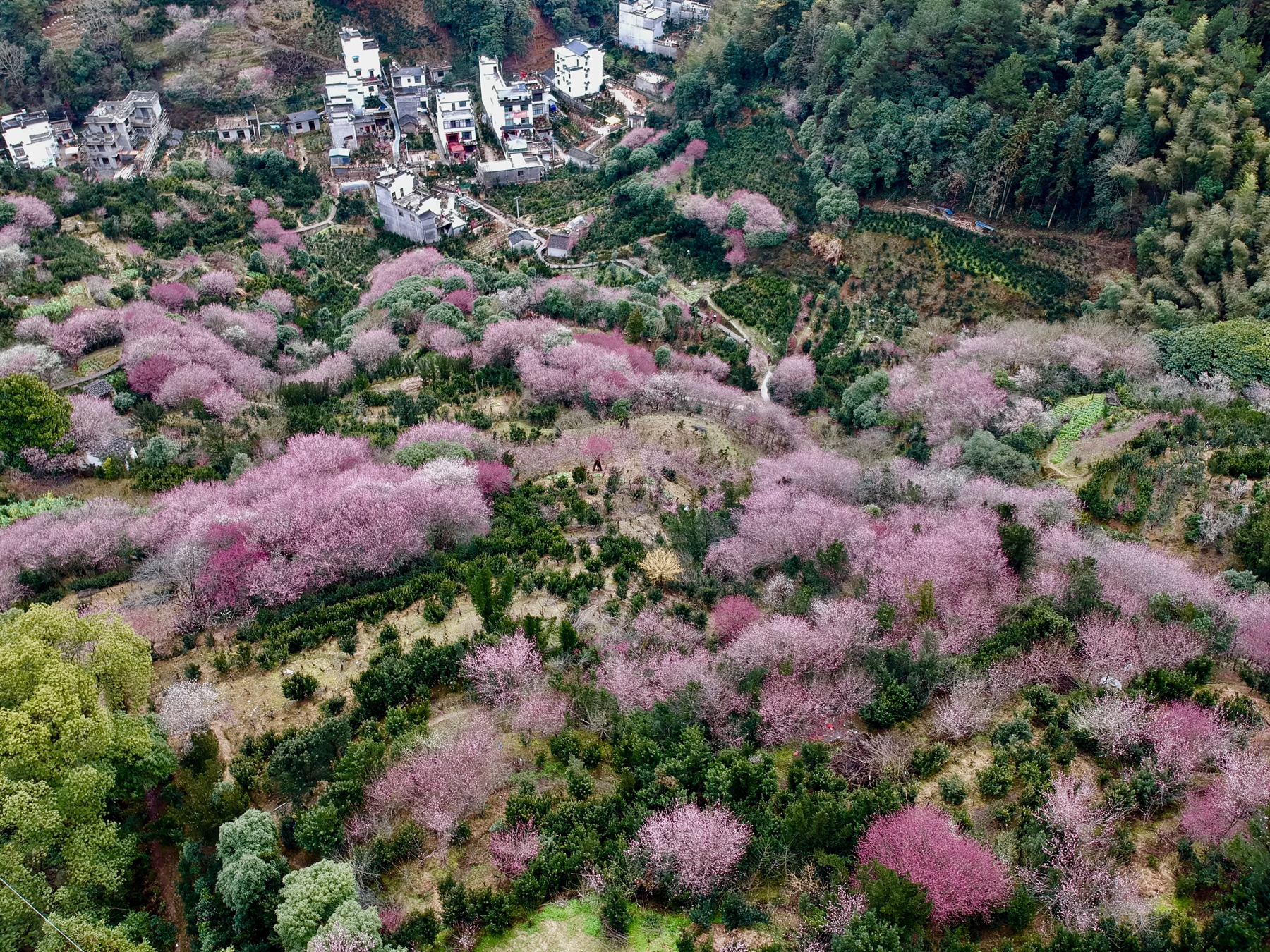 2月14日在安徽歙县卖花渔村拍摄的绽放的花儿.