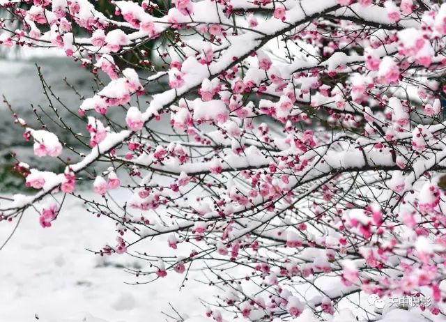 美哭！一场大雪后驻马店居然变成了童话世界