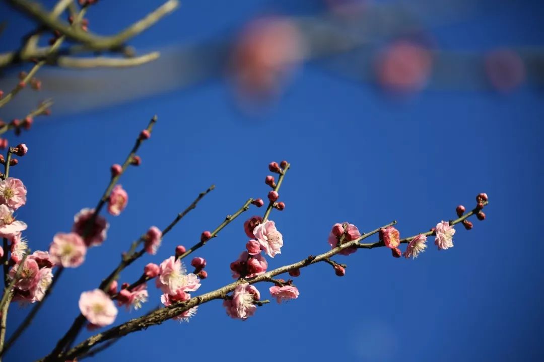 想象著在溫暖寂靜的屋子裡透過鏤空的窗子看月下梅花院內頓時疏影橫斜