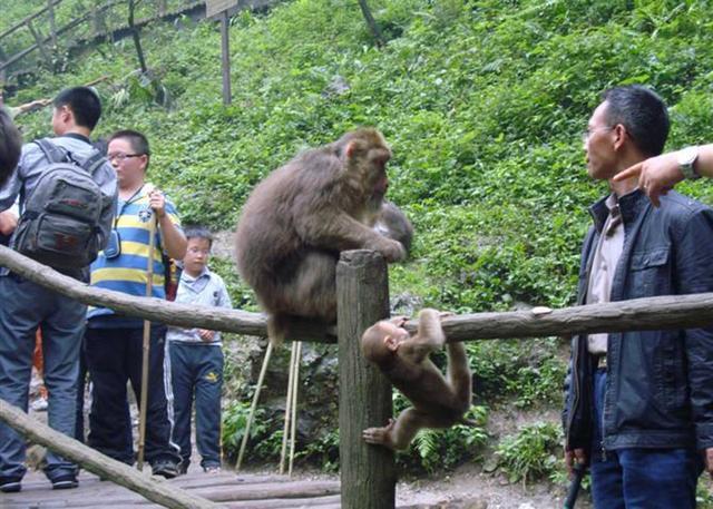 峨眉山的