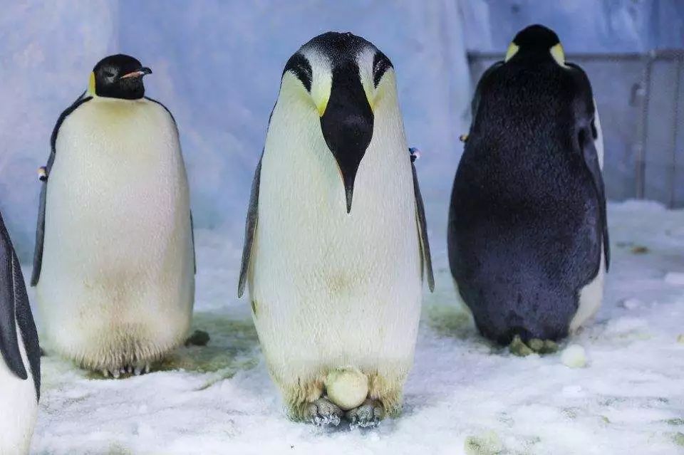 企鹅每年繁殖一次,企鹅妈妈产下蛋后,就暂时完成任务,她在产卵过程中