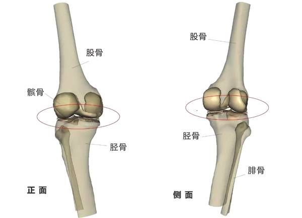 膝盖骨位置图图片