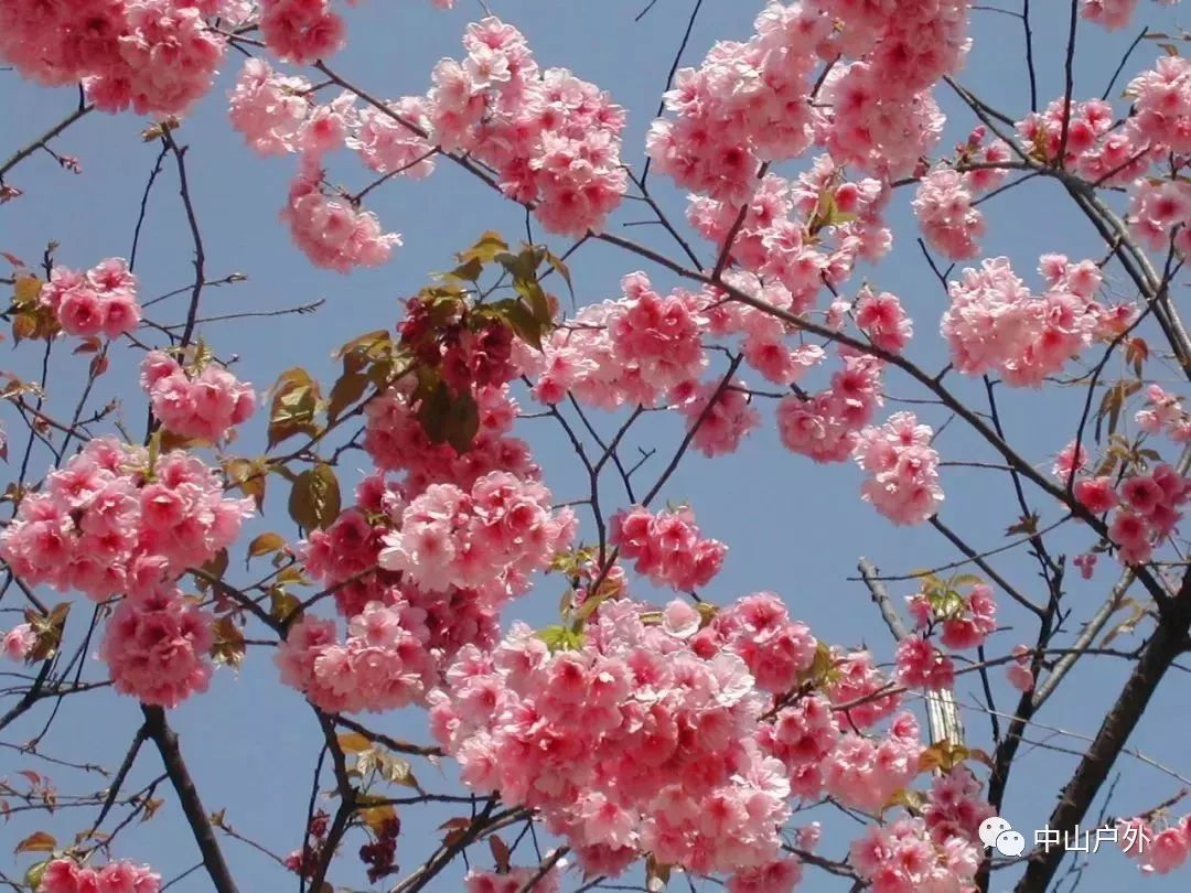 佛冈田野绿世界 樱花图片